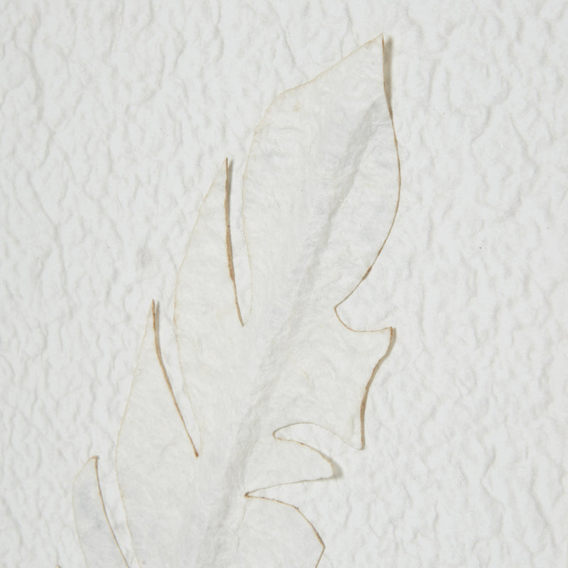 Close-up of a raised white feather on textured background