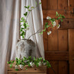 mock orange in a stone pot beside a curtain and wooden cabinet