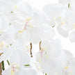 close-up of white orchid petals