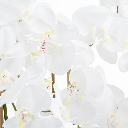 close-up of white orchid petals