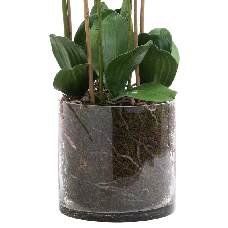 glass pot showing orchid roots and leaves