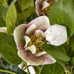 close-up of a pink and white hellebore bloom