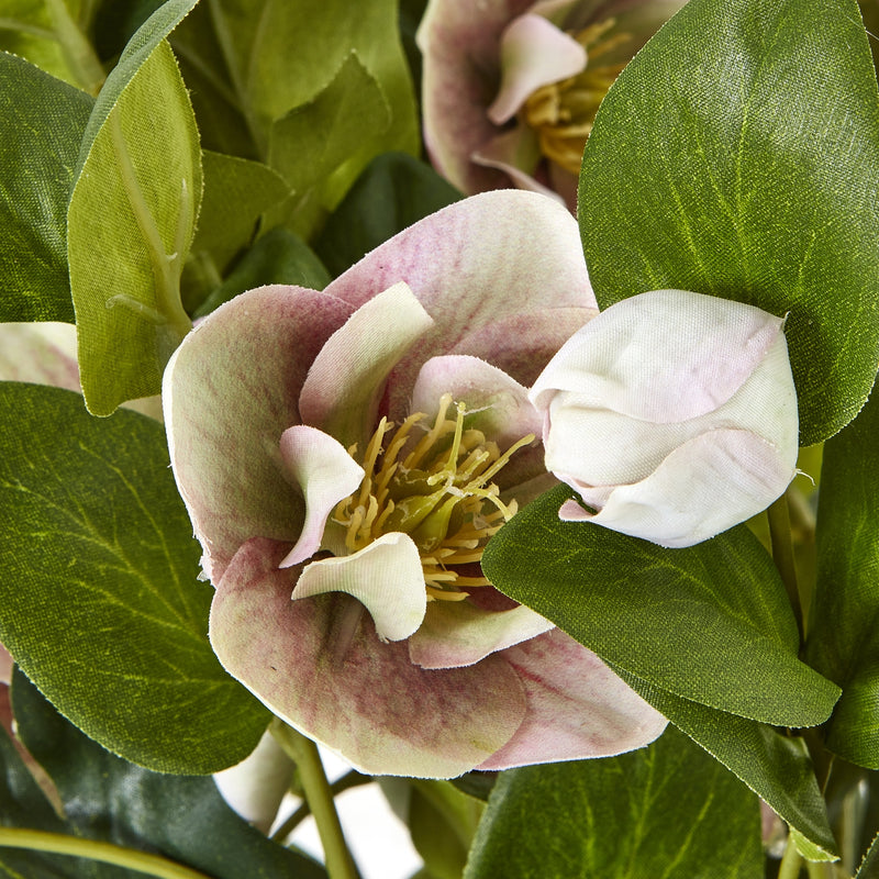 close-up of a pink and white hellebore bloom