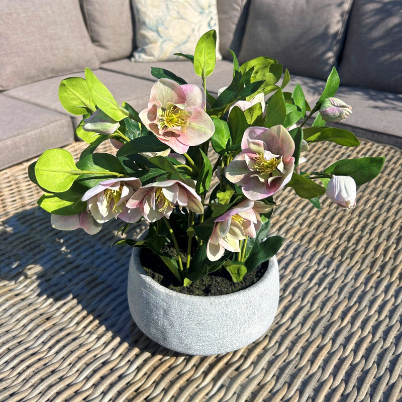 close-up of hellebore leaves and buds