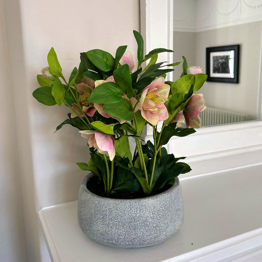 pink hellebore on a bathroom windowsill