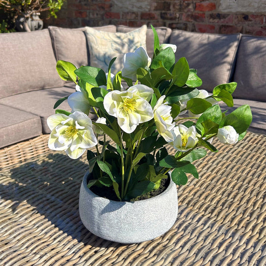 White Hellebore Artificial Plant in Grey Pot – 42cm, hellebore pot styled on a garden sofa table