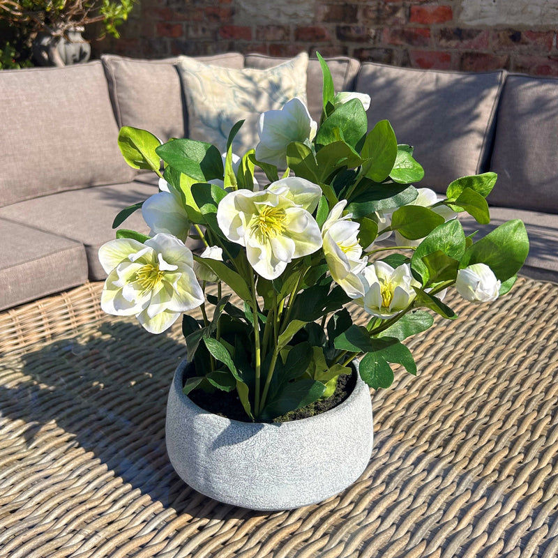 White Hellebore Artificial Plant in Grey Pot – 42cm, hellebore pot styled on a garden sofa table